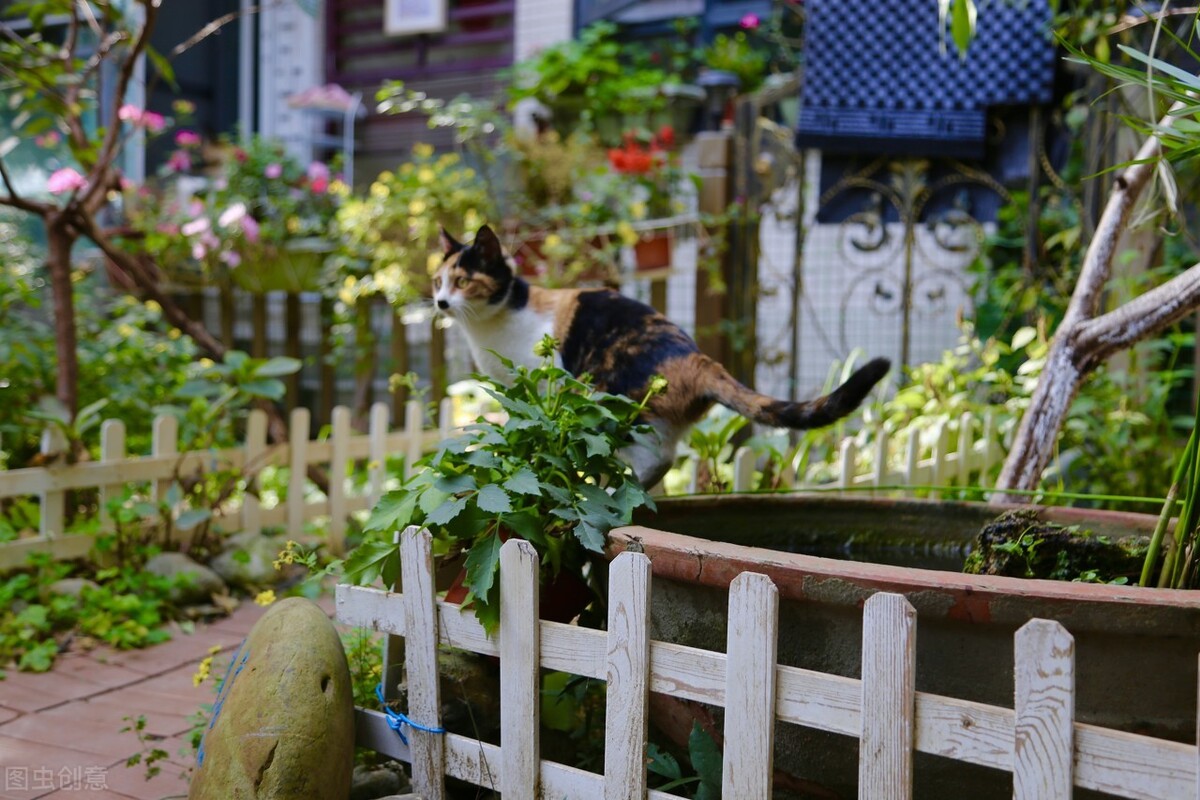 武汉庭院蝴蝶视频app污版下载的设计结构及细节该如何处理？(图3)